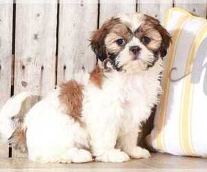 Shih Tzu Puppy for sale in MOUNT VERNON, OH, USA