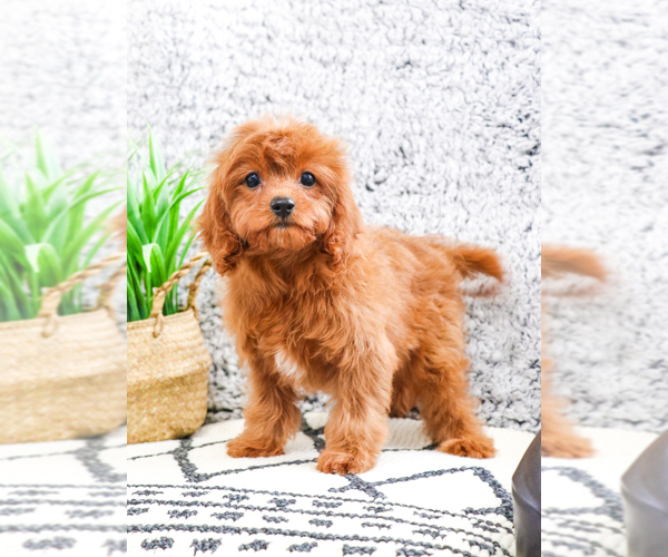 Medium Photo #2 Cavapoo Puppy For Sale in SYRACUSE, IN, USA