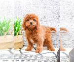 Small Photo #2 Cavapoo Puppy For Sale in SYRACUSE, IN, USA