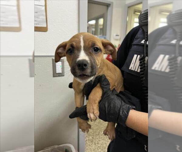 Medium Photo #1 Mutt Puppy For Sale in Tracy, CA, USA