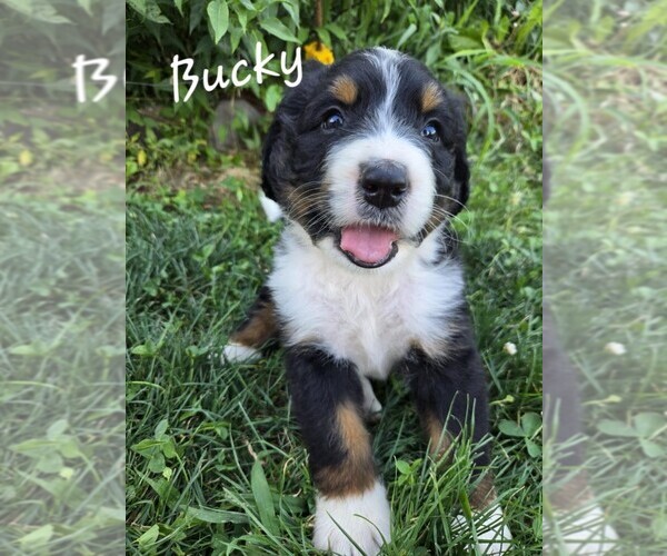 Medium Photo #8 Bernedoodle Puppy For Sale in FRANKLIN, MO, USA