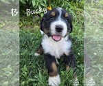 Puppy Bucky Bernedoodle