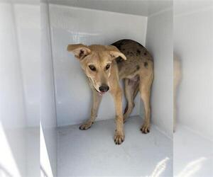 German Shepherd Dog Dogs for adoption in Houston, TX, USA