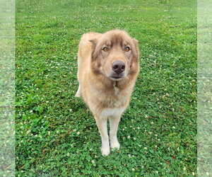Siberian Husky-Unknown Mix Dogs for adoption in Unionville, PA, USA