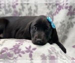 Small Photo #5 Labrador Retriever Puppy For Sale in LAKELAND, FL, USA