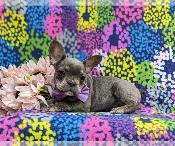 Medium Photo #2 French Bulldog Puppy For Sale in QUARRYVILLE, PA, USA