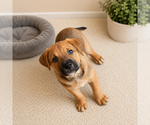 Small #1 American Bandogge mastiff