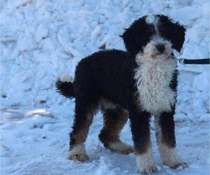 Father of the Miniature Bernedoodle puppies born on 02/05/2022