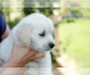 English Cream Golden Retriever Puppy for sale in MILTON FREEWATER, OR, USA