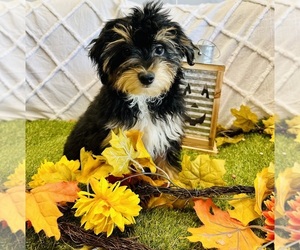 Miniature Australian Shepherd-Poodle (Toy) Mix Puppy for sale in CINCINNATI, OH, USA