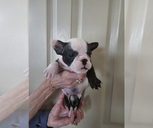 English Bulldog-French Bulldog Mix Puppy for sale in COLORADO SPRINGS, CO, USA