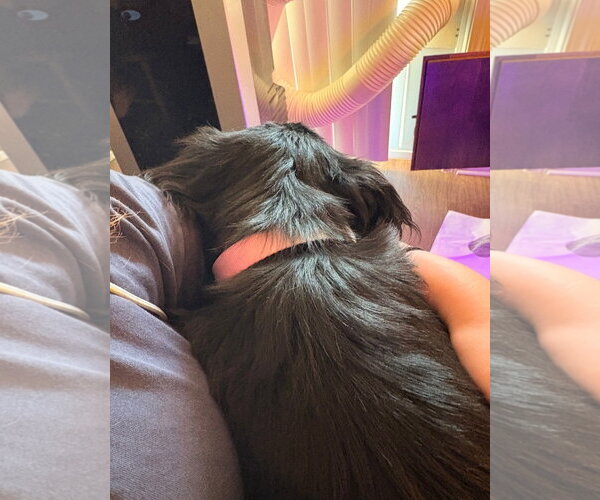 Medium Photo #4 Cocker Spaniel-Papillon Mix Puppy For Sale in Escondido, CA, USA