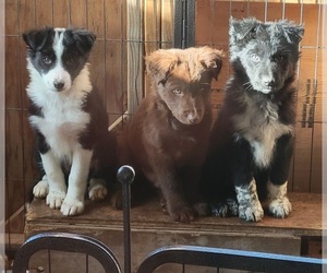Border-Aussie Puppy for Sale in RENO, Nevada USA