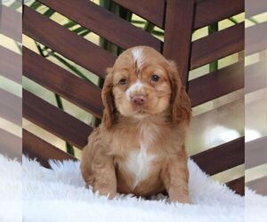 Cocker Spaniel Puppy for sale in HERSHEY, PA, USA