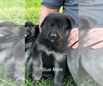 Puppy Wilbur German Shepherd Dog