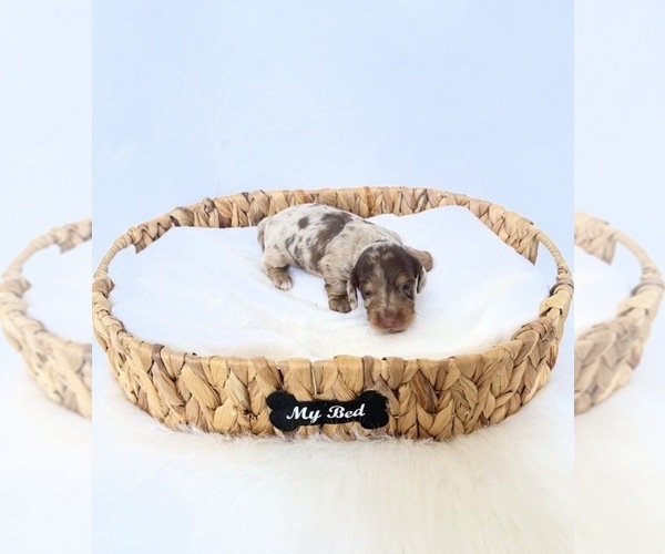 Medium Photo #2 Dachshund Puppy For Sale in DAVIS, CA, USA