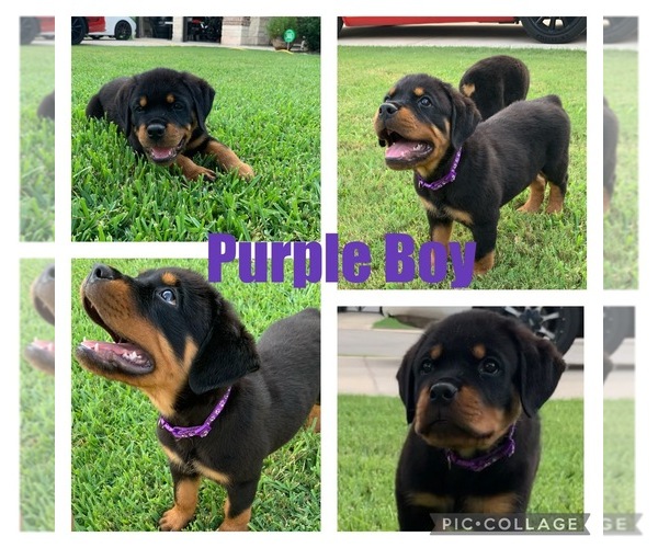 Medium Photo #1 Rottweiler Puppy For Sale in SAN ANTONIO, TX, USA