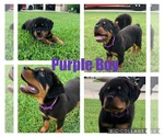 Small Photo #1 Rottweiler Puppy For Sale in SAN ANTONIO, TX, USA