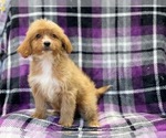 Small Photo #2 Cava-Tzu-Poodle (Miniature) Mix Puppy For Sale in LAKELAND, FL, USA