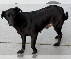 Labrador Retriever Dogs for adoption in Sandy, UT, USA