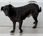 Small Labrador Retriever