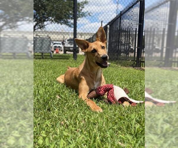 Medium Photo #2 Black Mouth Cur-Carolina Dog Mix Puppy For Sale in Sugar Land, TX, USA