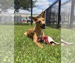 Small #1 Black Mouth Cur-Carolina Dog Mix