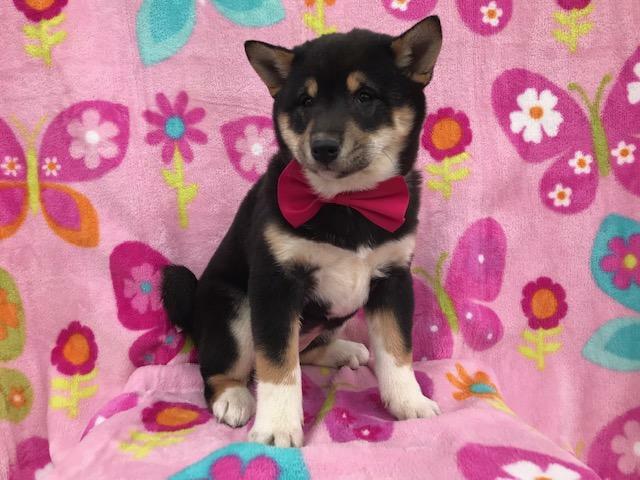 Medium Photo #5 Shiba Inu Puppy For Sale in ELDORA, PA, USA