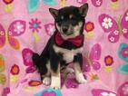 Small Photo #5 Shiba Inu Puppy For Sale in ELDORA, PA, USA