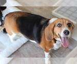 Small Photo #4 Bagle Hound Puppy For Sale in NAPLES, FL, USA