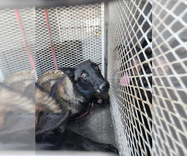 Medium Photo #1 Mutt Puppy For Sale in Bakersfield, CA, USA