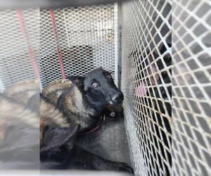 Mutt Dogs for adoption in Bakersfield, CA, USA