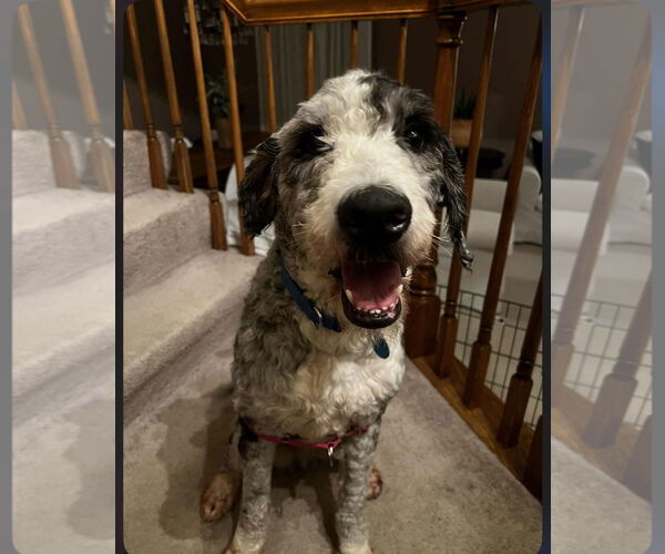 Medium Photo #4 Golden Retriever-Unknown Mix Puppy For Sale in St. Louis Park, MN, USA