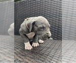 Small Photo #6 Great Dane Puppy For Sale in GREENVILLE, NC, USA