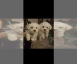 Small Photo #18 Bichon Frise Puppy For Sale in JURUPA VALLEY, CA, USA