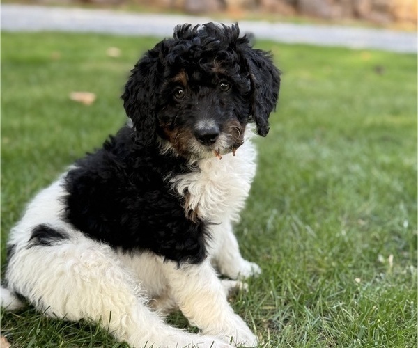 Medium Photo #1 Miniature Bernedoodle Puppy For Sale in DENVER, PA, USA