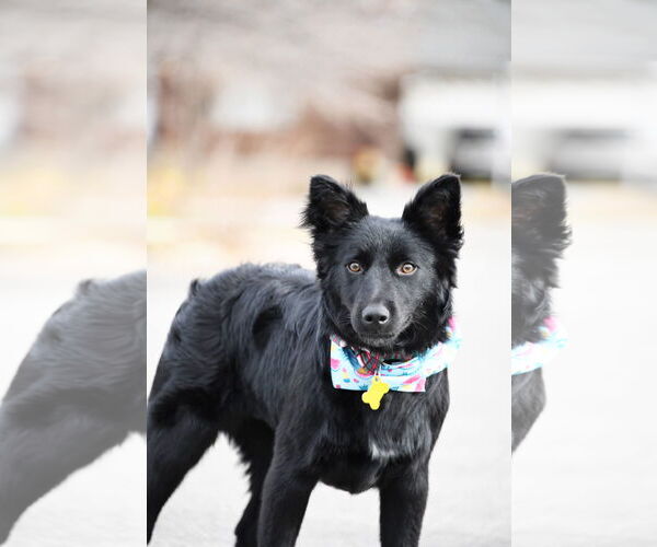 Medium Photo #2 Retriever -Unknown Mix Puppy For Sale in Sandy, UT, USA