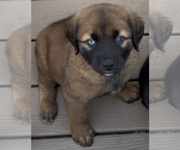 Medium Photo #3 Retriever -Siberian Husky Mix Puppy For Sale in Plainfield, IL, USA