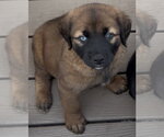 Small #2 Retriever -Siberian Husky Mix