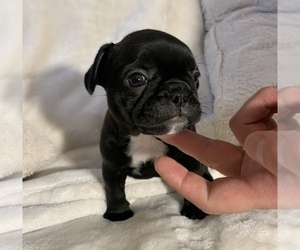French Bulldog Puppy for sale in JOHNS ISLAND, SC, USA