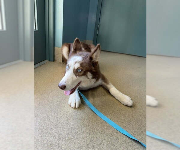 Medium Photo #1 Siberian Husky-Unknown Mix Puppy For Sale in Woodbury, NY, USA