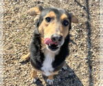 Small #6 English Shepherd Mix