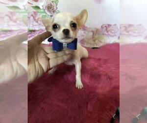 Chihuahua Puppy for sale in TRACY, CA, USA