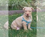 Small Photo #3 American Bulldog-Dachshund Mix Puppy For Sale in Anaheim Hills, CA, USA