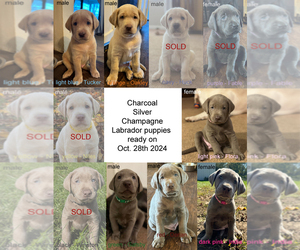 Labrador Retriever Puppy for Sale in WAYNESVILLE, Ohio USA