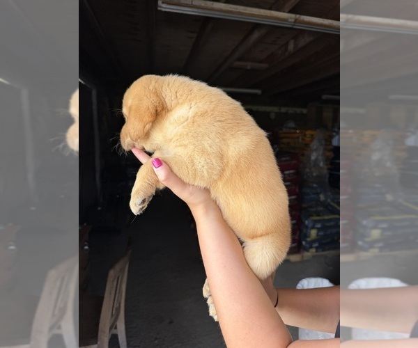 Medium Photo #3 Labrador Retriever Puppy For Sale in GREENVILLE, NC, USA