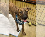 Small #4 Boxer Mix