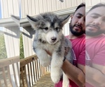 Small Photo #70 Siberian Husky Puppy For Sale in KANSAS CITY, MO, USA