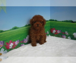 Small Photo #2 Poodle (Toy) Puppy For Sale in CHICAGO, IL, USA