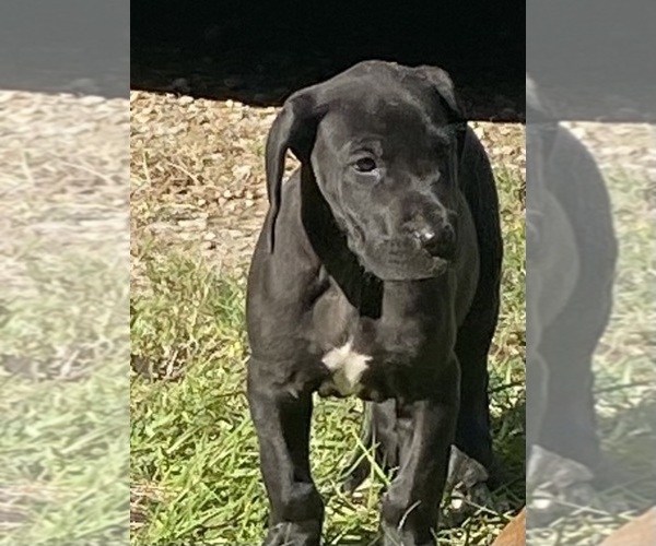 Medium Photo #2 Great Dane Puppy For Sale in SILSBEE, TX, USA